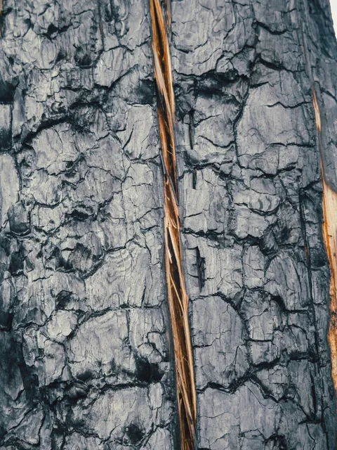 Detalle de la corteza agrietada de un árbol quemado por el incendio.
