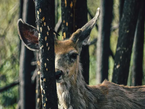 Un venado mula observa con atención entre los árboles carbonizados.