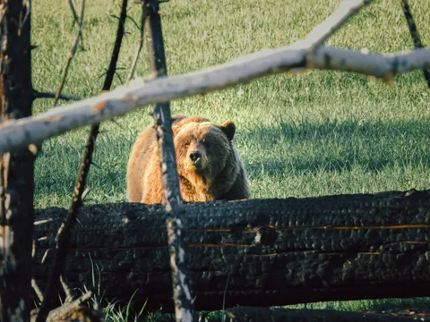 Un oso grizzly observa entre la vegetación, tras un tronco quemado.