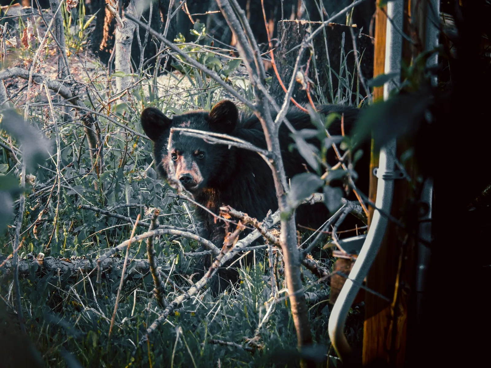 Un oso negro joven se asoma entre la maleza cerca de una estructura dañada.