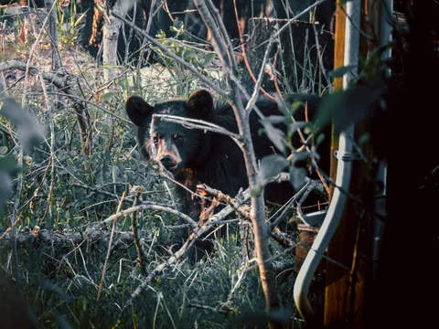 Un oso negro joven se asoma entre la maleza cerca de una estructura dañada.