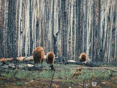 Tres cachorros de oso grizzly caminan entre abedules calcinados.