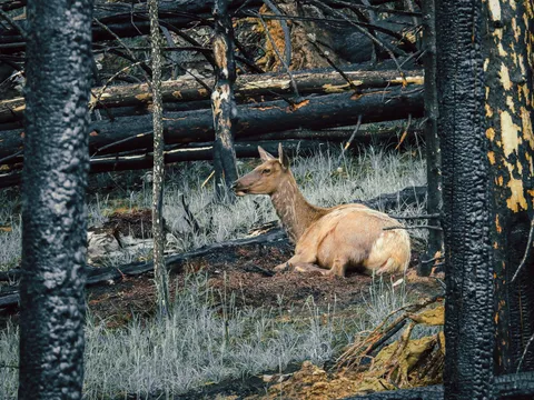 Un wapití descansa entre el pasto nuevo del bosque quemado.