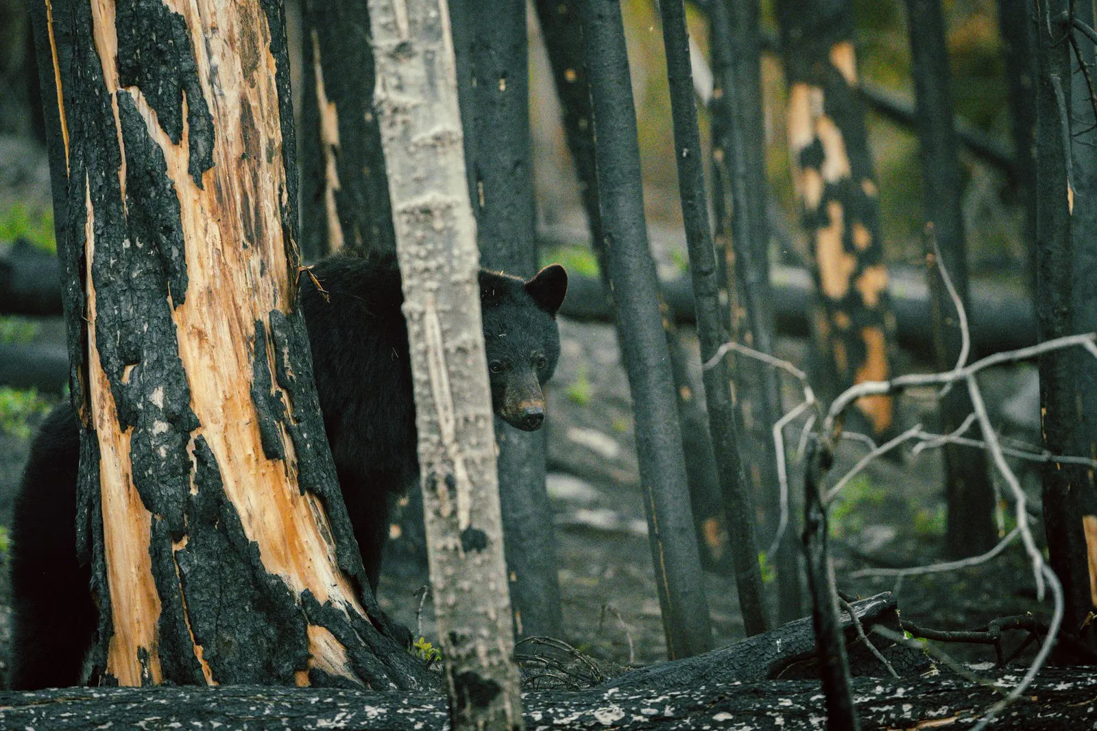 Un oso negro asoma entre los árboles carbonizados del bosque incendiado.