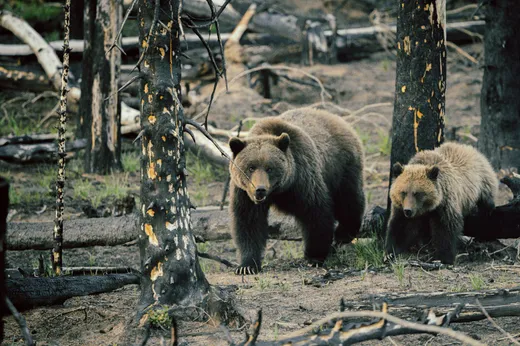 A grizzly bear and her cub watch through Jasper's burned trees, with new grass growing at their feet.